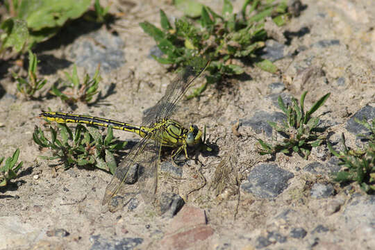 Image of Western Clubtail