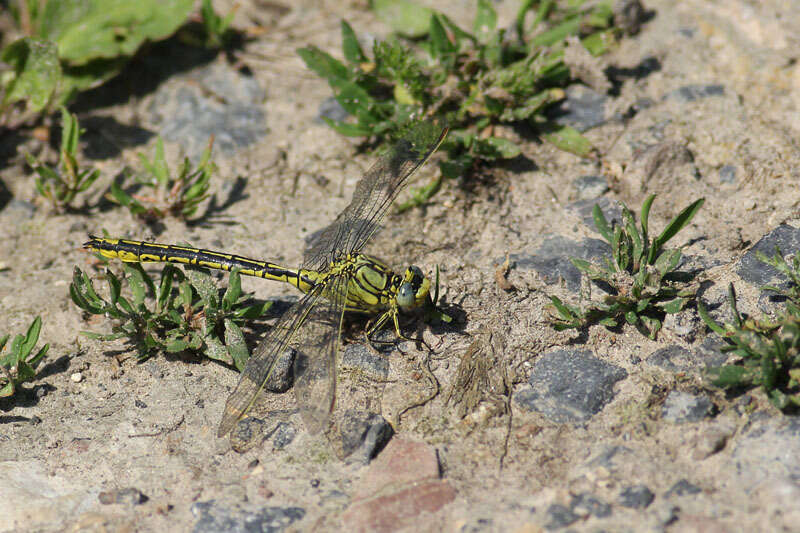 Image of Western Clubtail