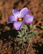 Image of Oxalis callosa Knuth