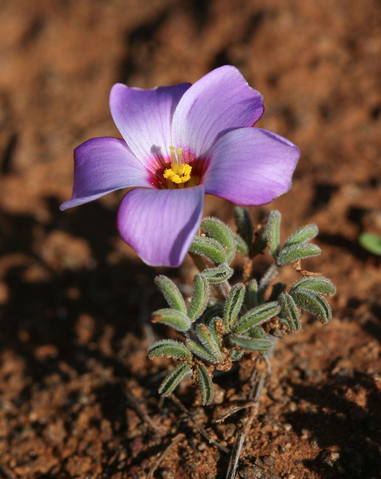 Image of Oxalis callosa Knuth