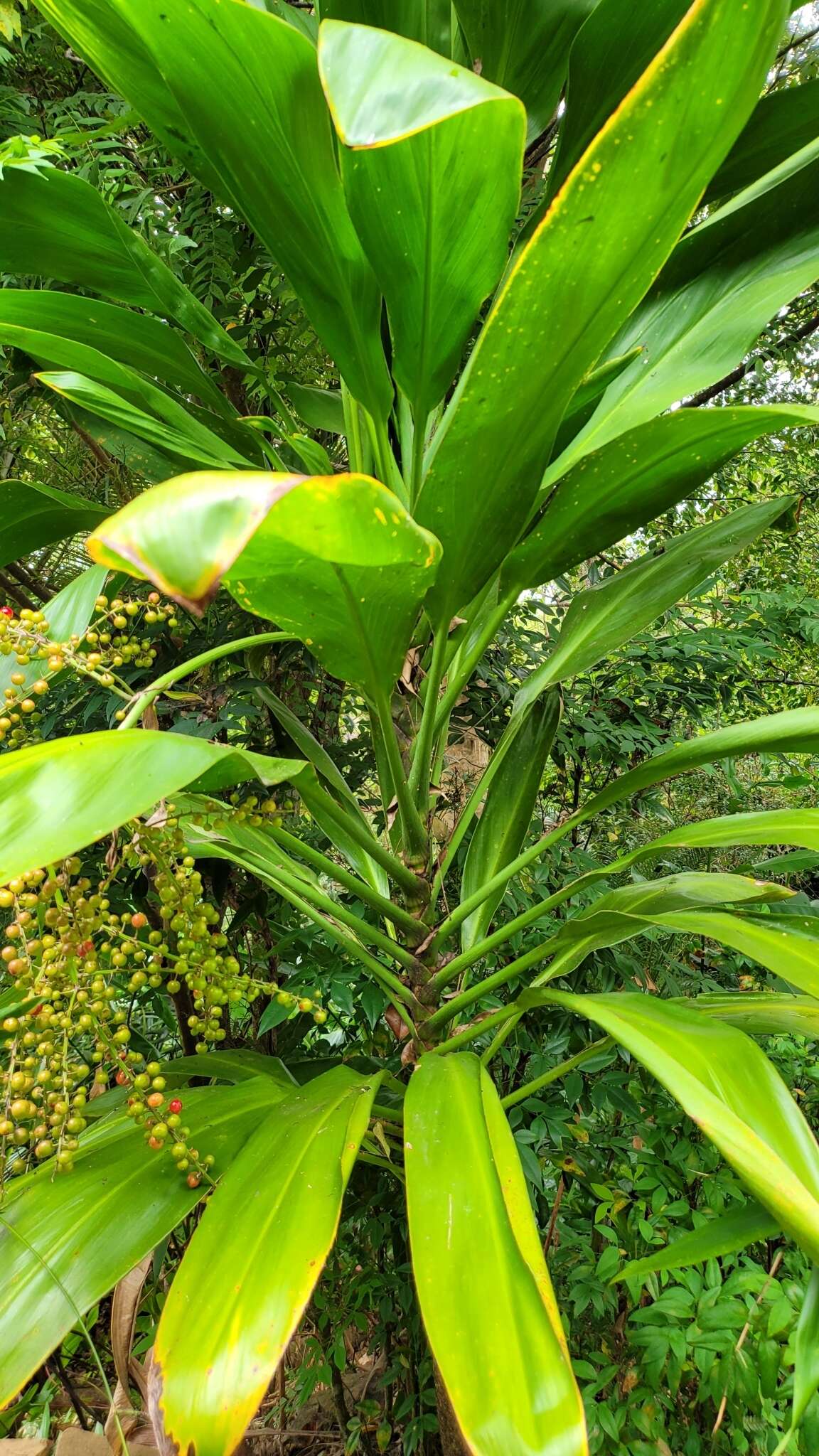 Image of Cordyline manners-suttoniae F. Muell.