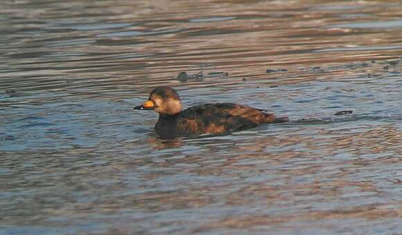 Image of American Scoter