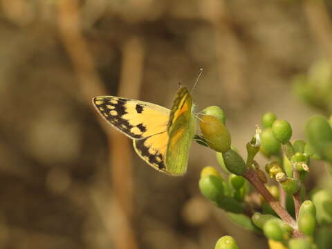 Colotis amata (Fabricius 1775)的圖片