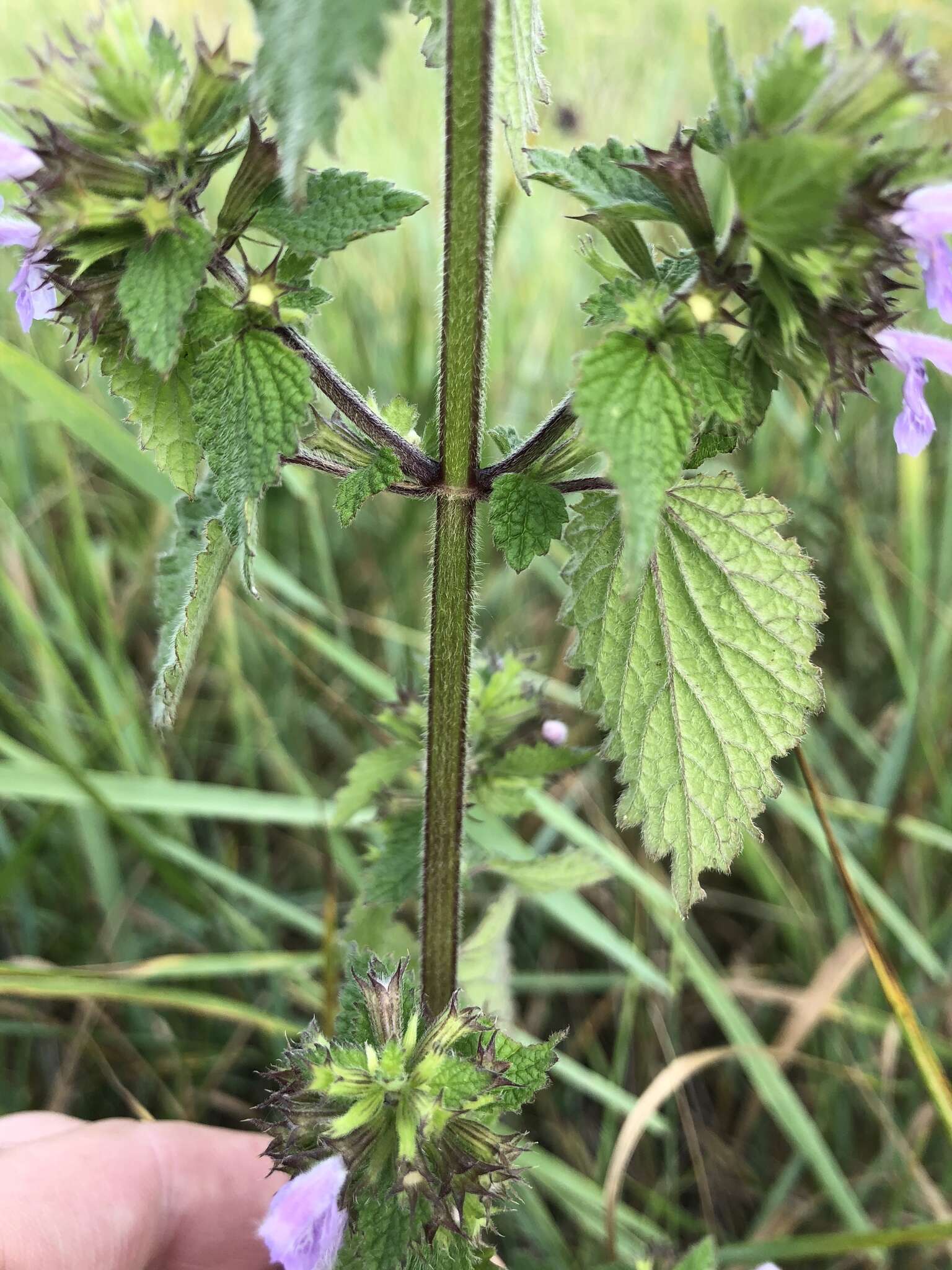 Image of black horehound