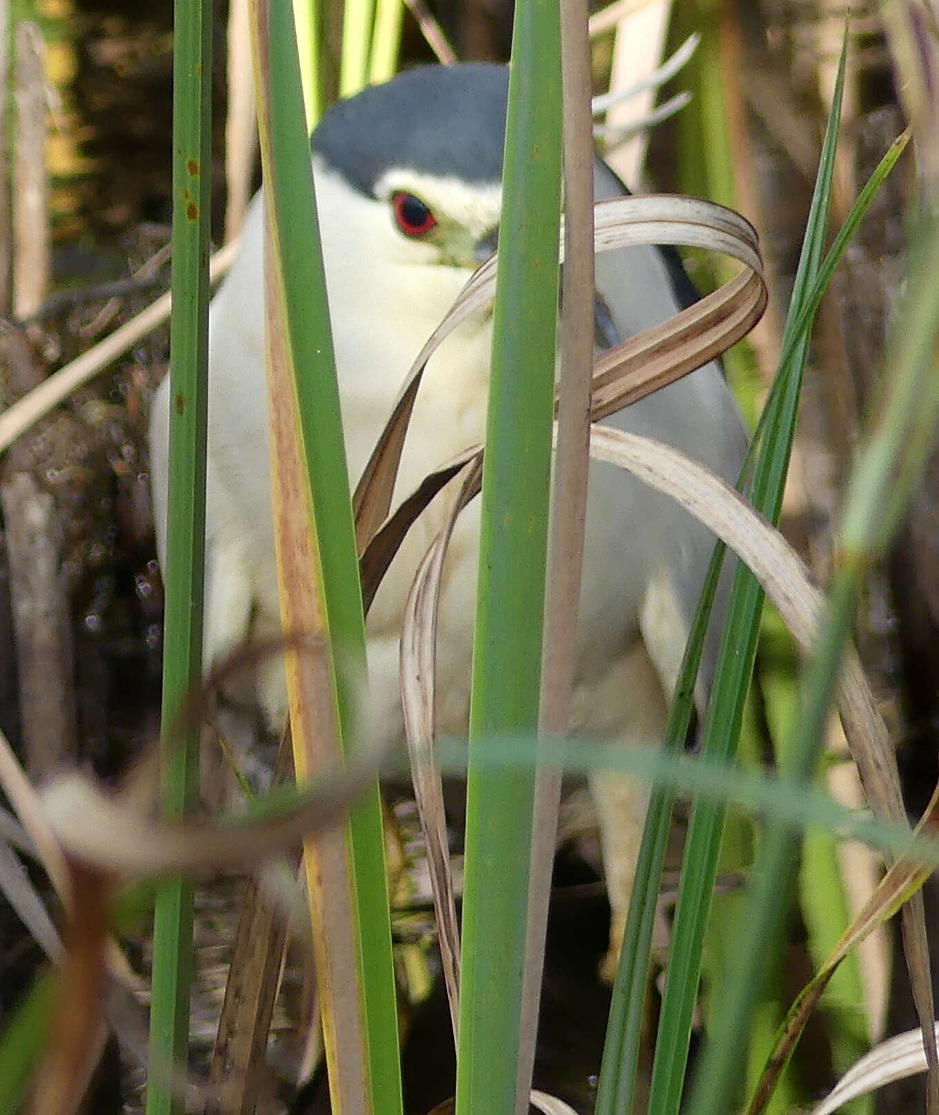 Image of Nycticorax nycticorax nycticorax (Linnaeus 1758)