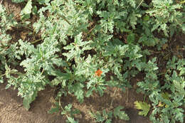 Image of Sphaeralcea crispa Hook. ex E. G. Baker