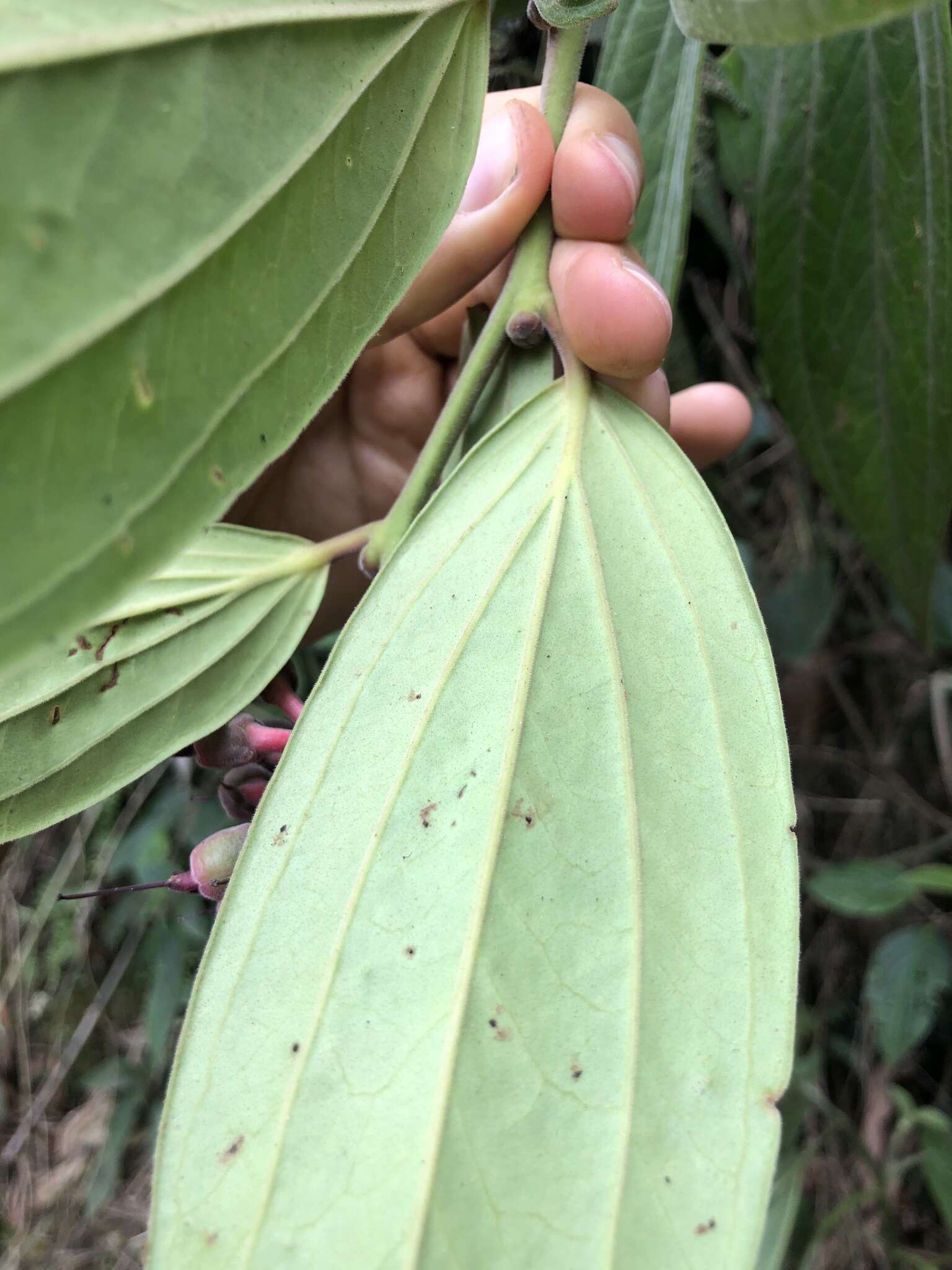 Image of Cavendishia pubescens (Kunth) Hemsl.