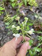 Image of White Fringeless Orchid