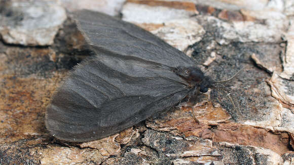 Image of Sterrhopterix