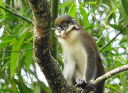 Cercopithecus ascanius whitesidei Thomas 1909 resmi