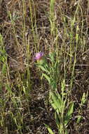 Image of feather-head knapweed