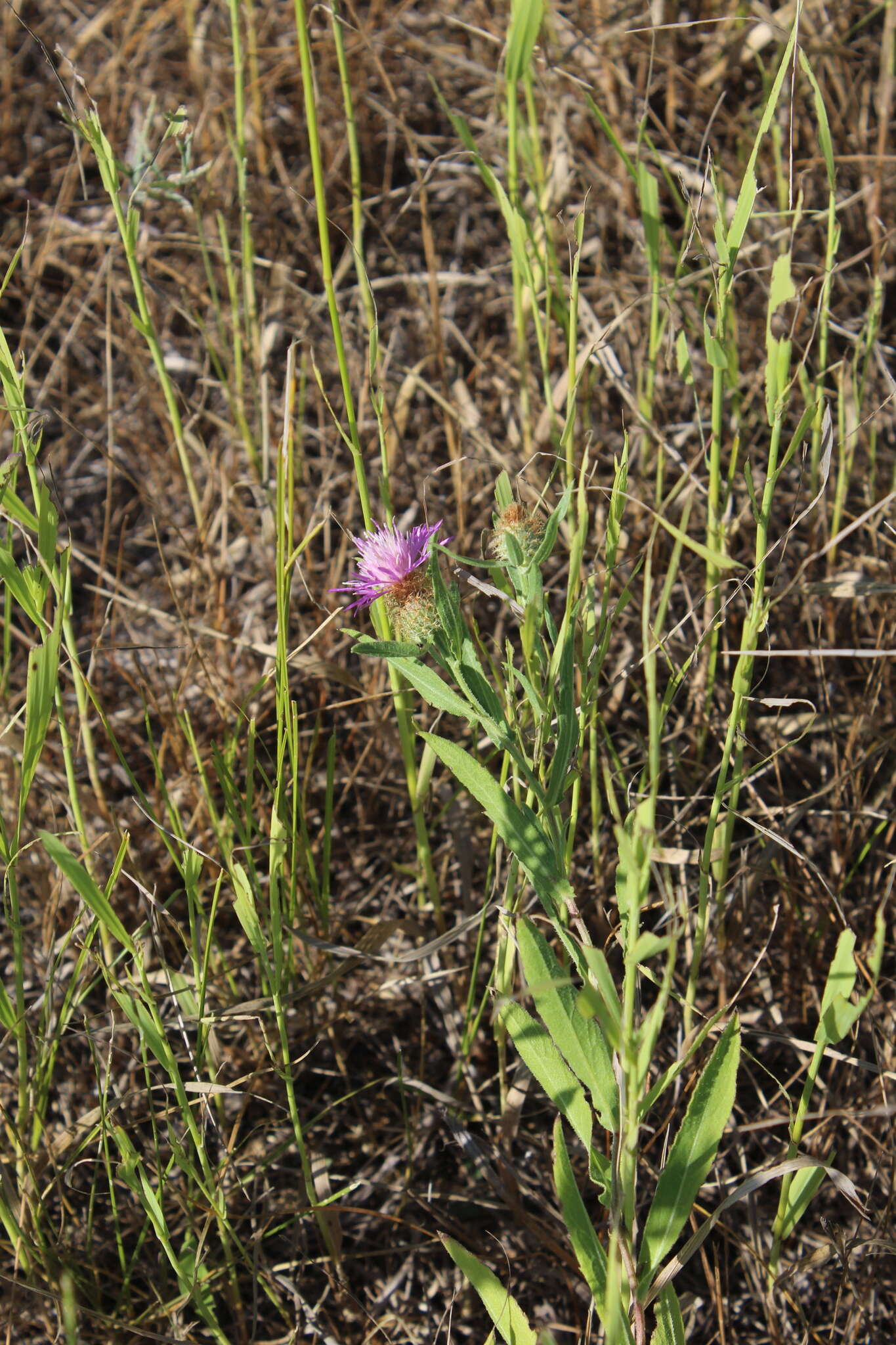 Image of feather-head knapweed