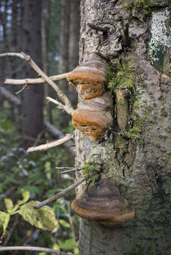 Image of Phellinus hartigii (Allesch. & Schnabl) Pat. 1903