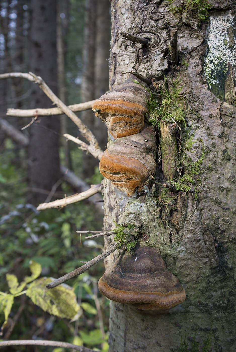 Imagem de Phellinus hartigii (Allesch. & Schnabl) Pat. 1903