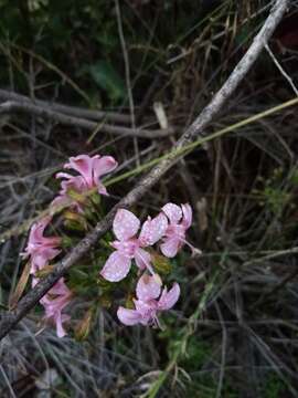 Image of Alstroemeria revoluta Ruiz & Pav.