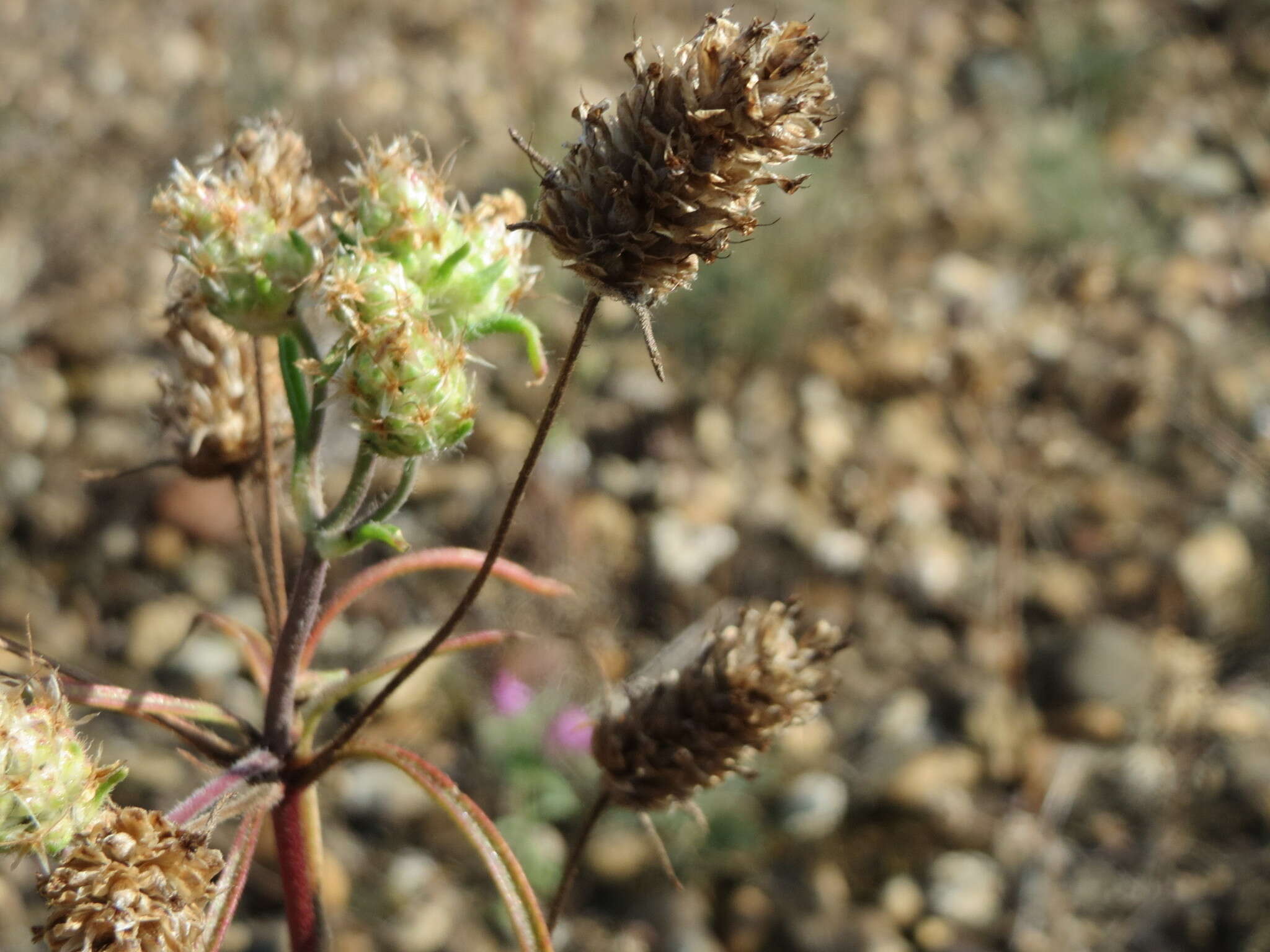 Imagem de Plantago arenaria Waldst. & Kit.