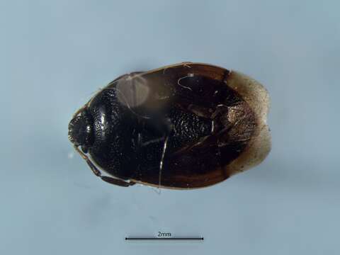 Image of Sehirus cinctus cinctus (Palisot 1811)