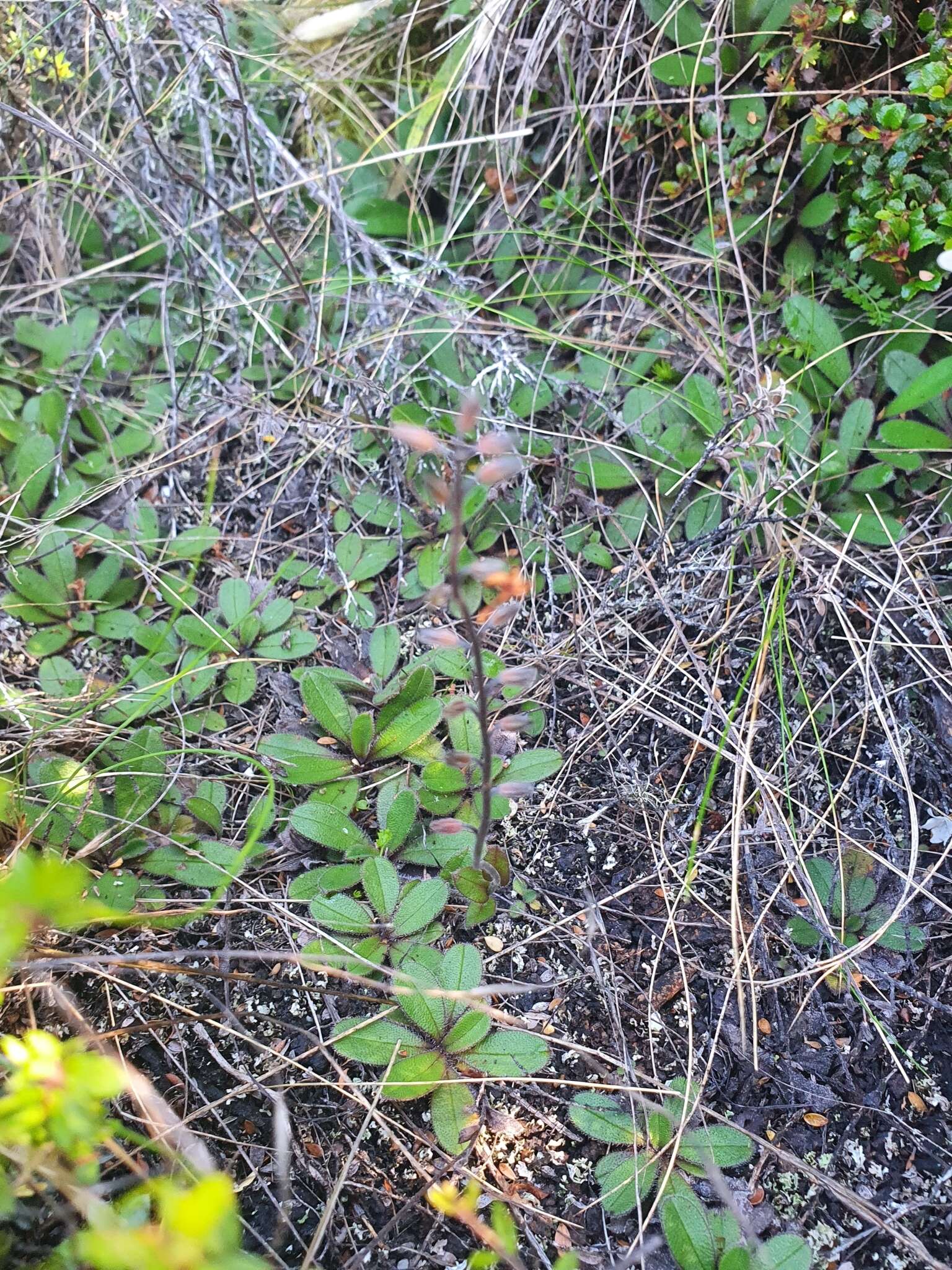 Image of Myosotis laeta Cheesem.