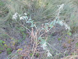 Image of snow on the prairie