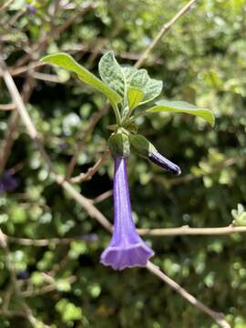 Image of Iochroma cyaneum (Lindl.) M. L. Green