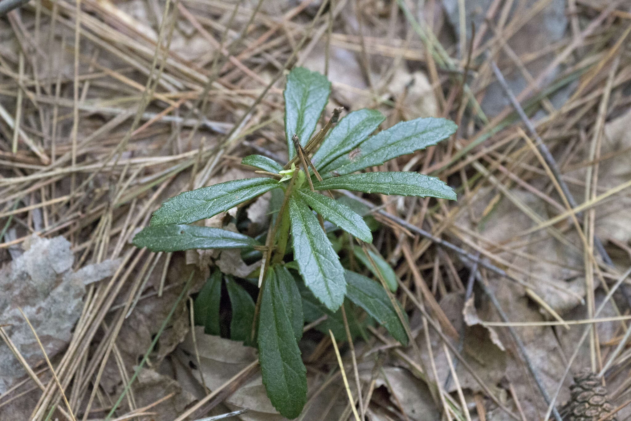 Image of pipsissewa