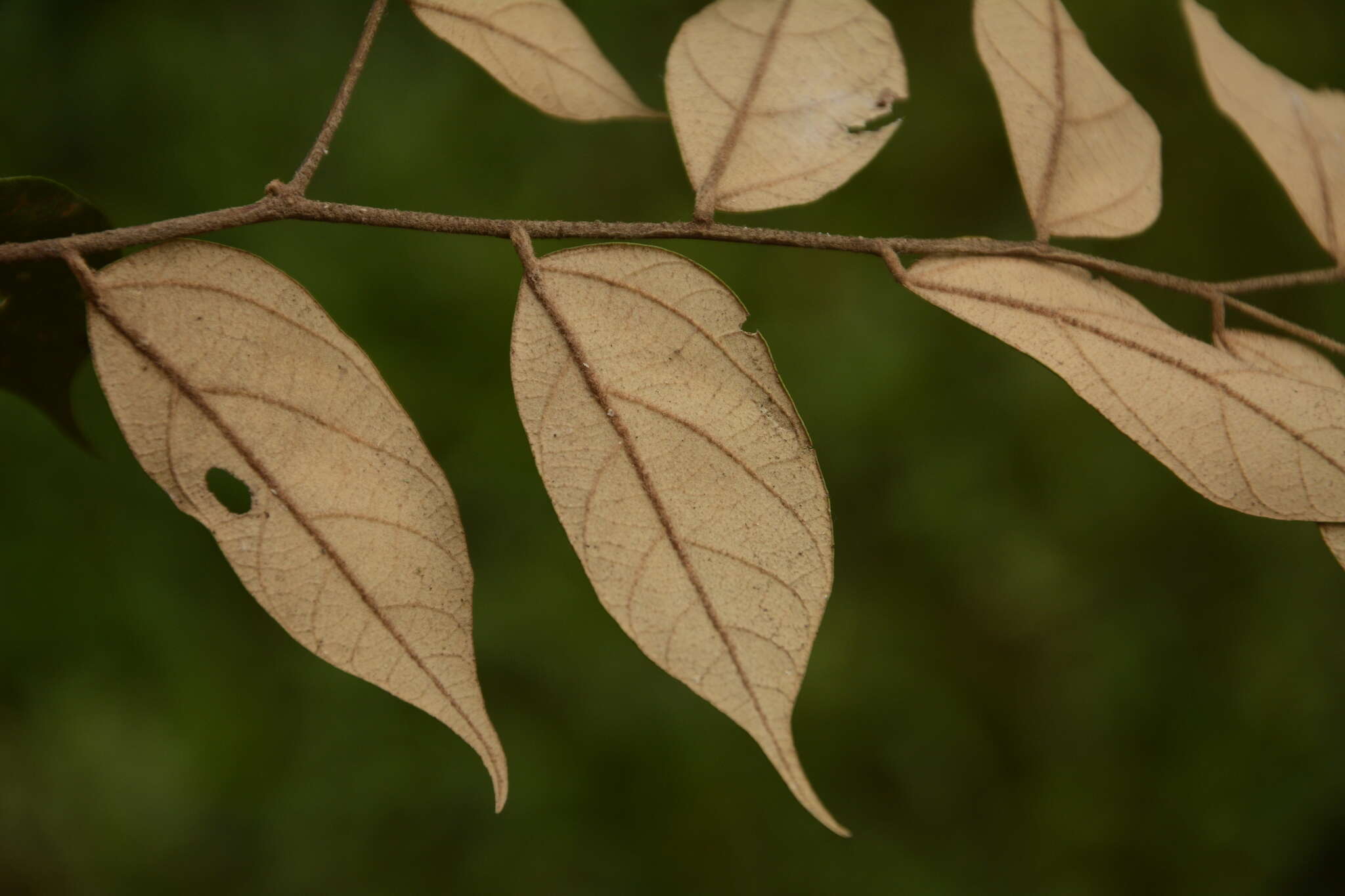 Image de Pterospermum rubiginosum Heyne