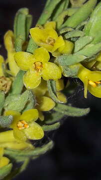 Слика од Thymelaea ruizii Loscos ex Casav.