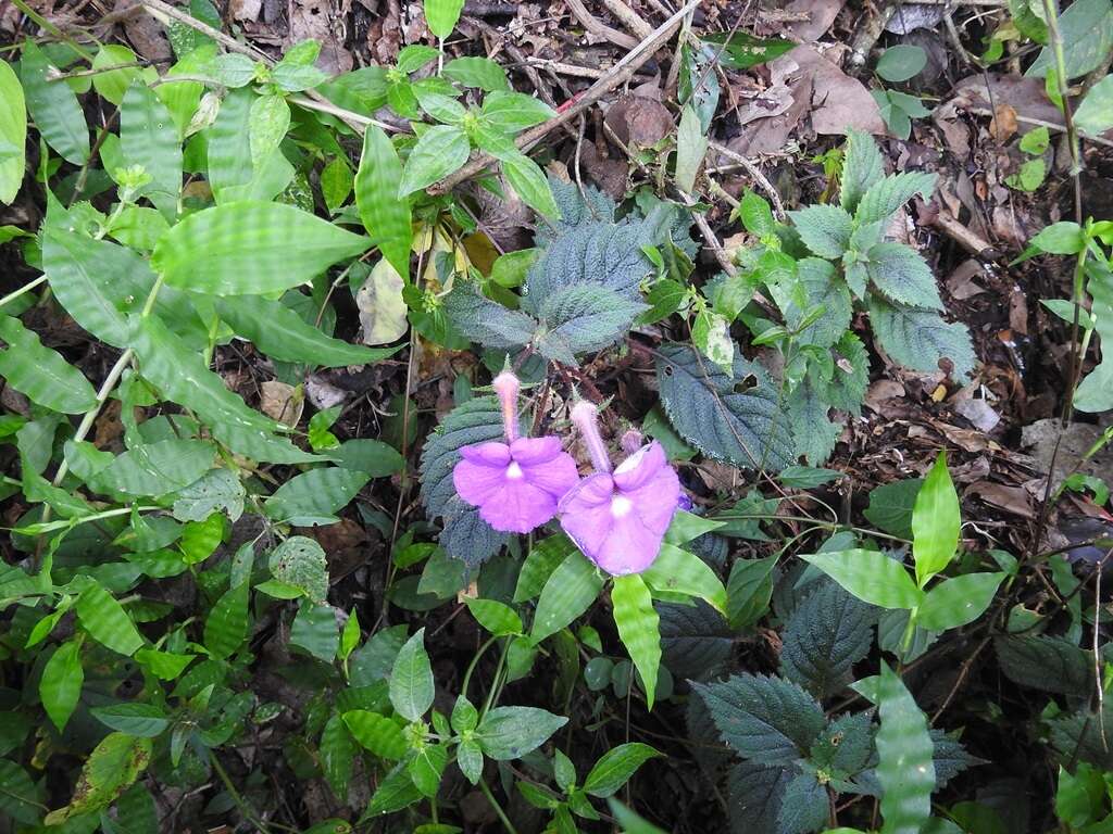 Imagem de Achimenes grandiflora (Schiede) DC.