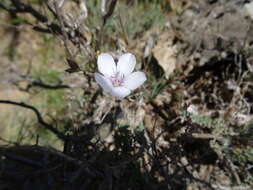 صورة Linum tenuifolium L.