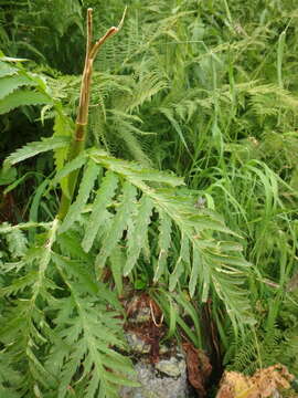 Imagem de Pedicularis atropurpurea Nordm.