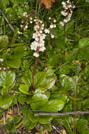 Plancia ëd Pyrola rotundifolia L.