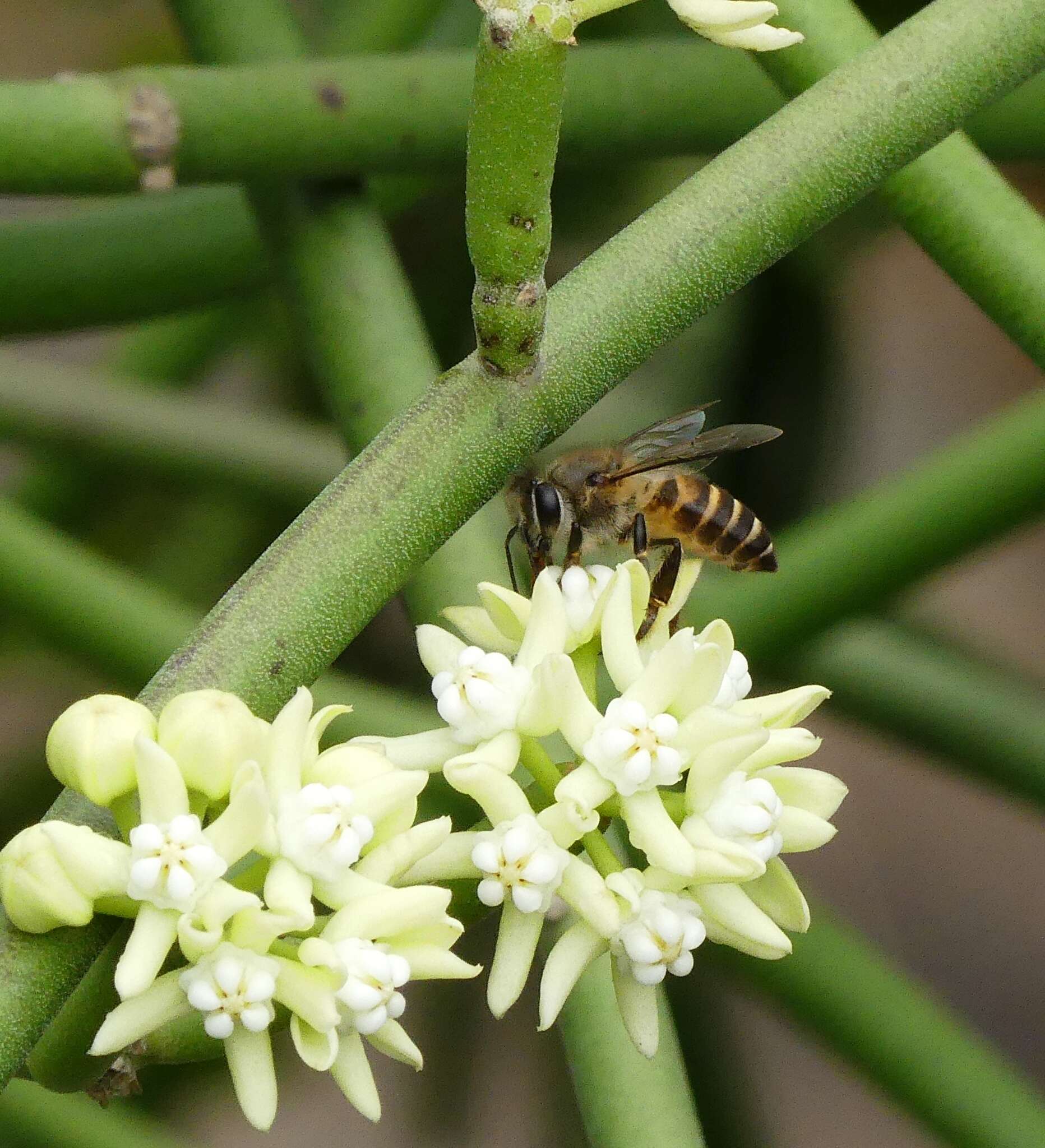 Imagem de Cynanchum viminale subsp. viminale