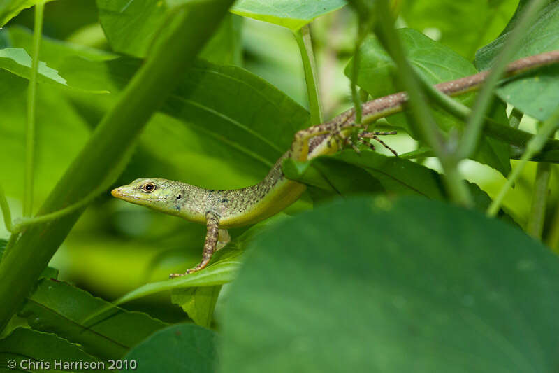 Image of Fiji Green Emo Skink