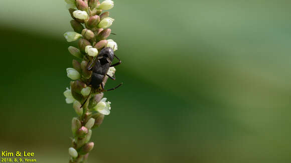 Image of <i>Panaorus albomaculatus</i>