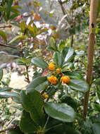 Image of Berberis huertasii L. A. Camargo G.