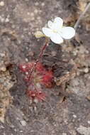 Image of Drosera petiolaris R. Br. ex DC.