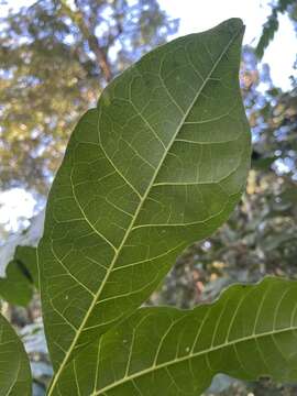 Image of Dysoxylum mollissimum Bl.