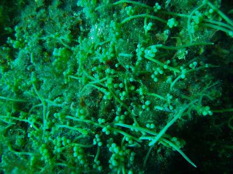 Image of Caulerpa racemosa