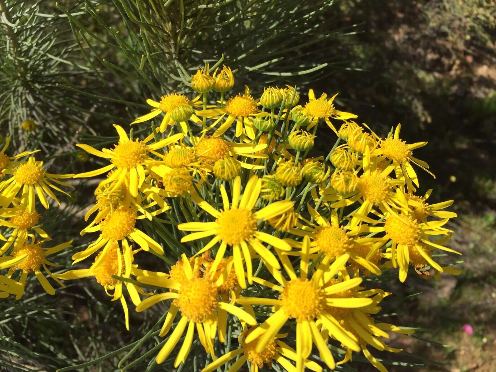 Image of Euryops tenuissimus (L.) Less.