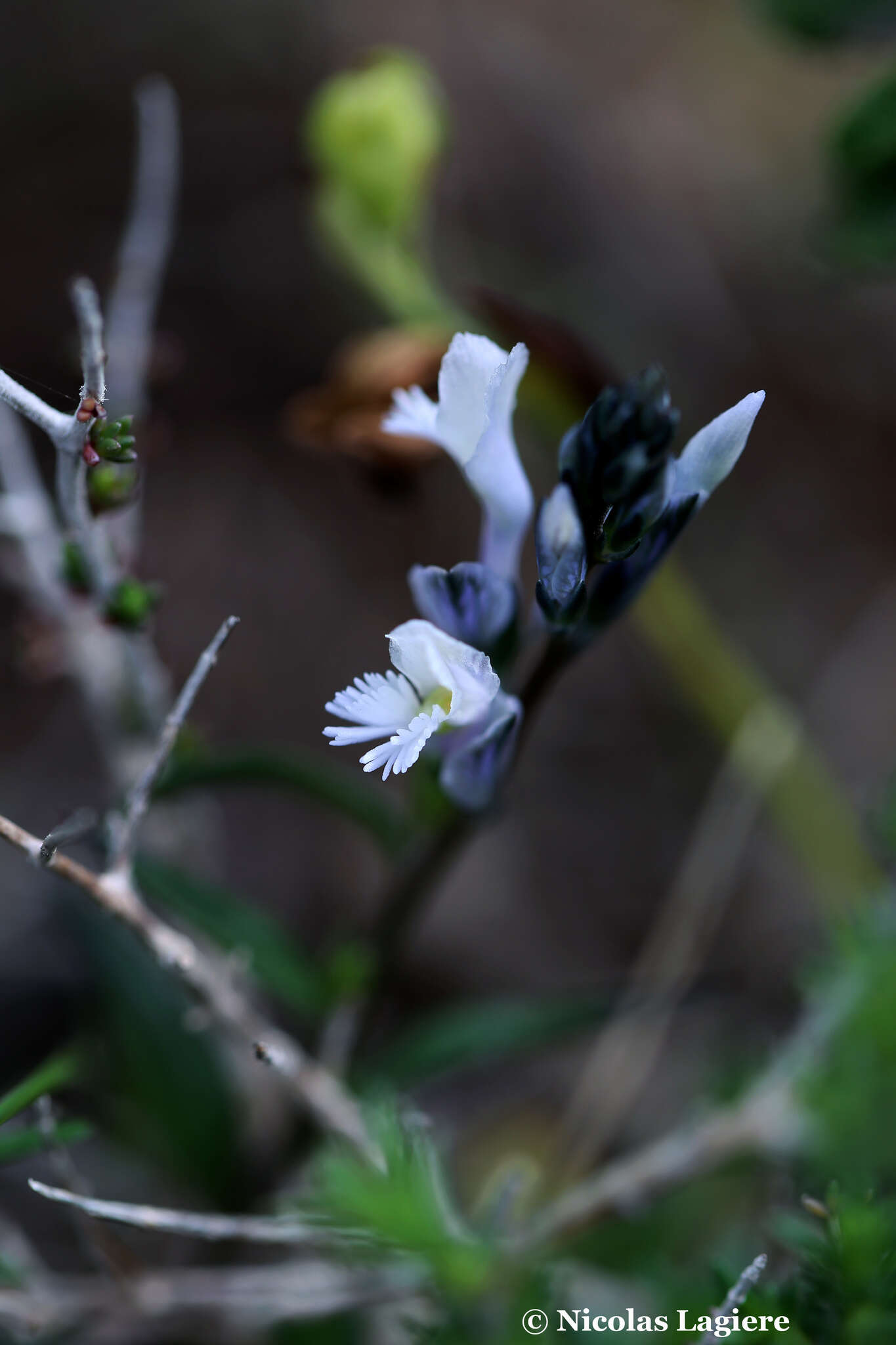 Imagem de Polygala venulosa Sm.