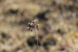 Image of Allium bidentatum Fisch. ex Prokh. & Ikonn.-Gal.