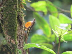 Image of Townsend's Anole