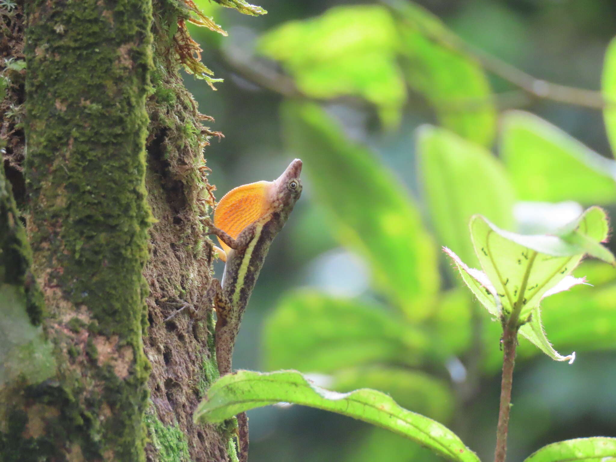 Image of Townsend's Anole