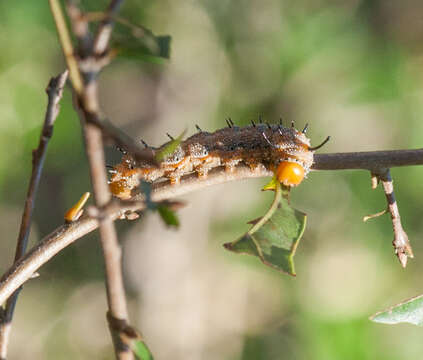 Image of Spiny Oakworm Moth