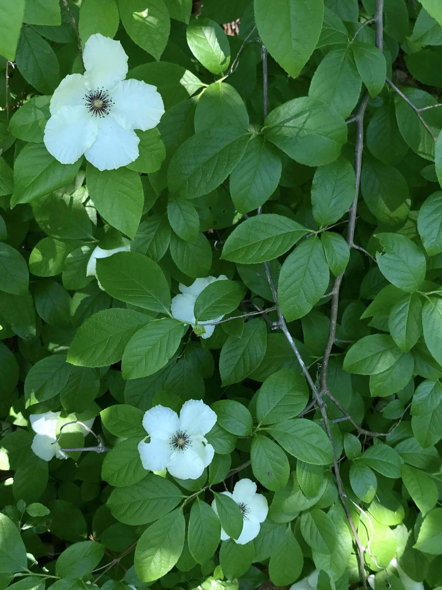 Imagem de Stewartia malacodendron L.