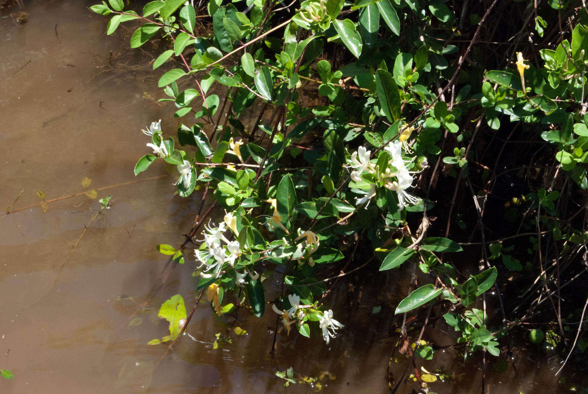 Слика од Lonicera japonica var. japonica