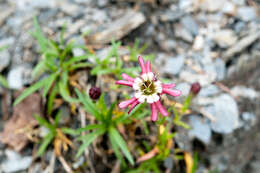 Image of Silene morrisonmontana (Hayata) Ohwi & H. Ohashi