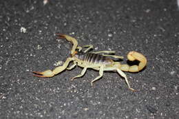 Image of Hadrurus anzaborrego Soleglad, Fet & Lowe 2011