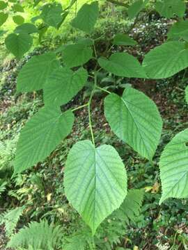 Imagem de Tilia platyphyllos Scop.