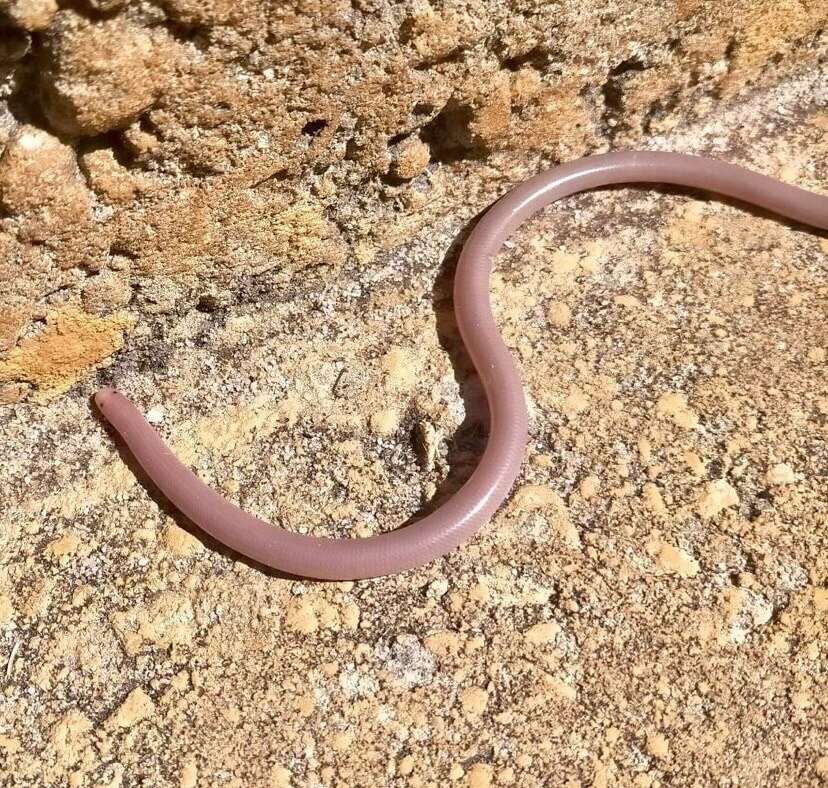 Image of Southern Blind Snake